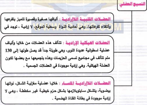 أقسام النسيج العضلي